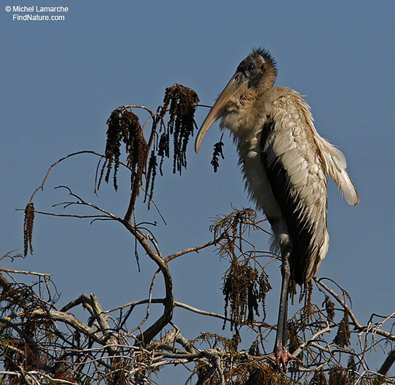 Wood Stork