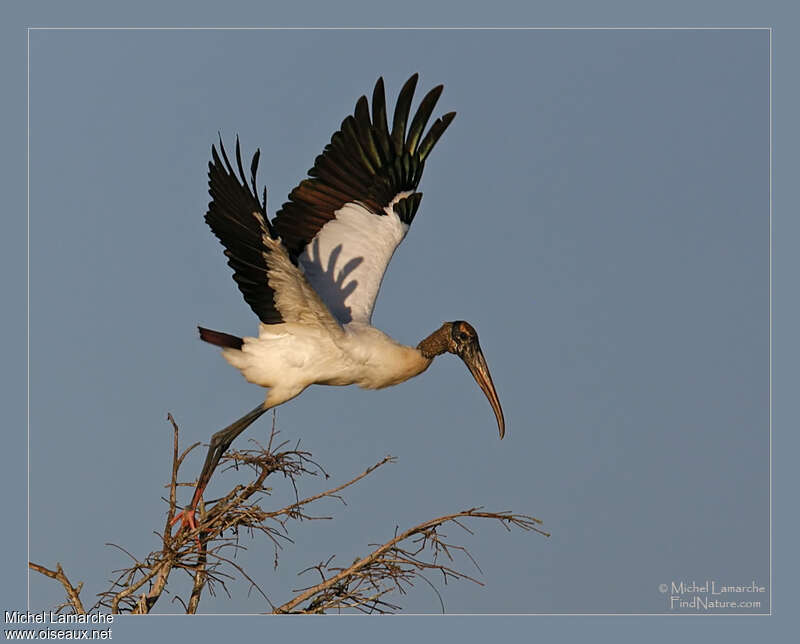 Wood Storkadult, Flight