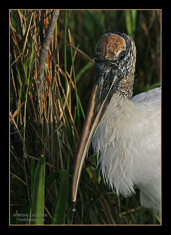 Wood Stork