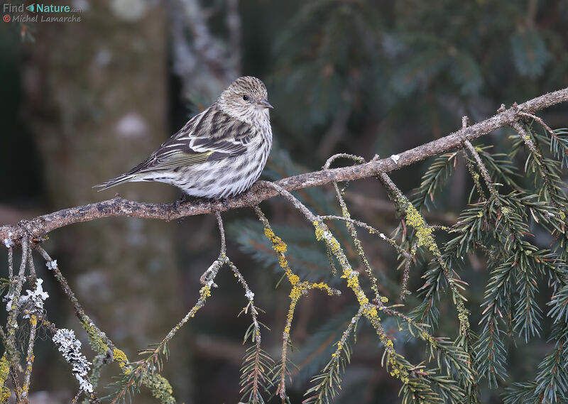 Pine Siskin