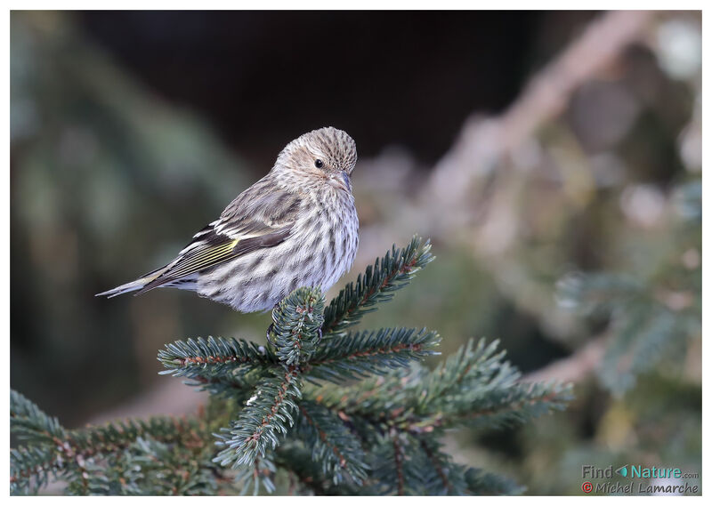 Pine Siskin