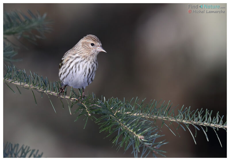 Pine Siskin