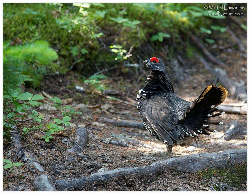 Spruce Grouse male