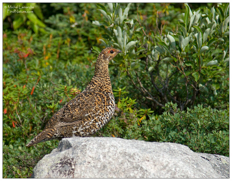 Spruce Grouse female