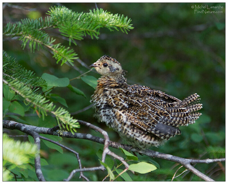 Spruce Grousejuvenile