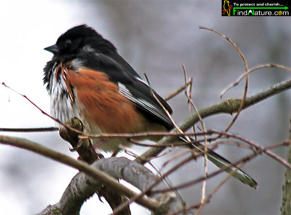 Eastern Towhee