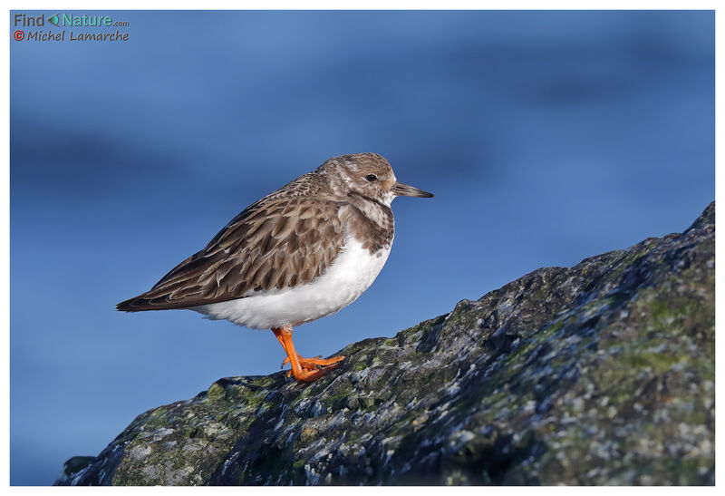 Ruddy Turnstoneadult post breeding