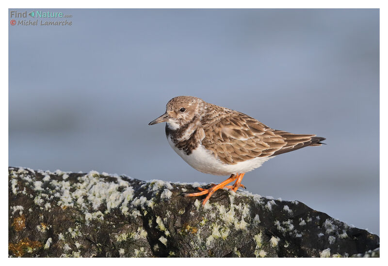 Ruddy Turnstoneadult post breeding