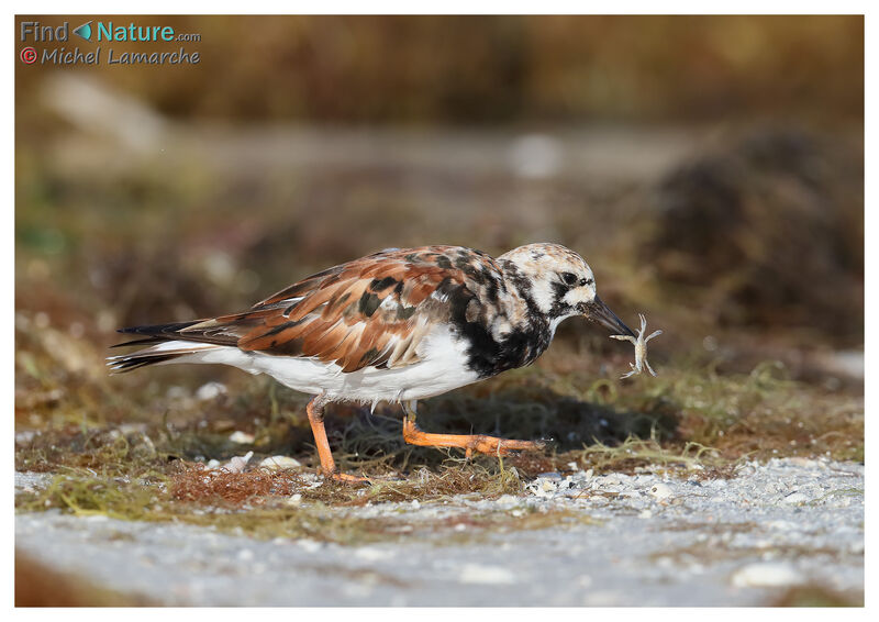 Ruddy Turnstone, eats