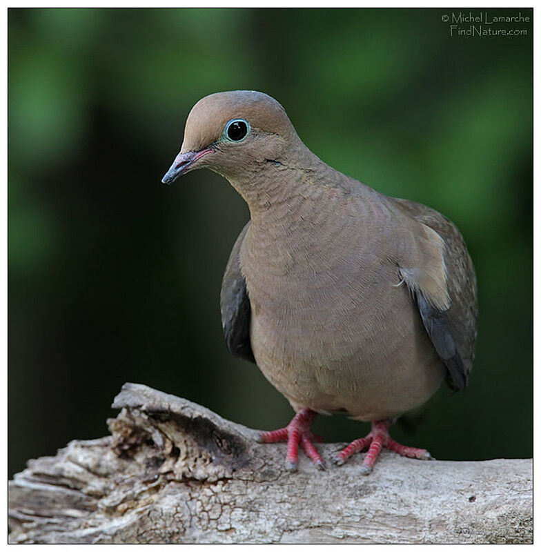 Mourning Dove