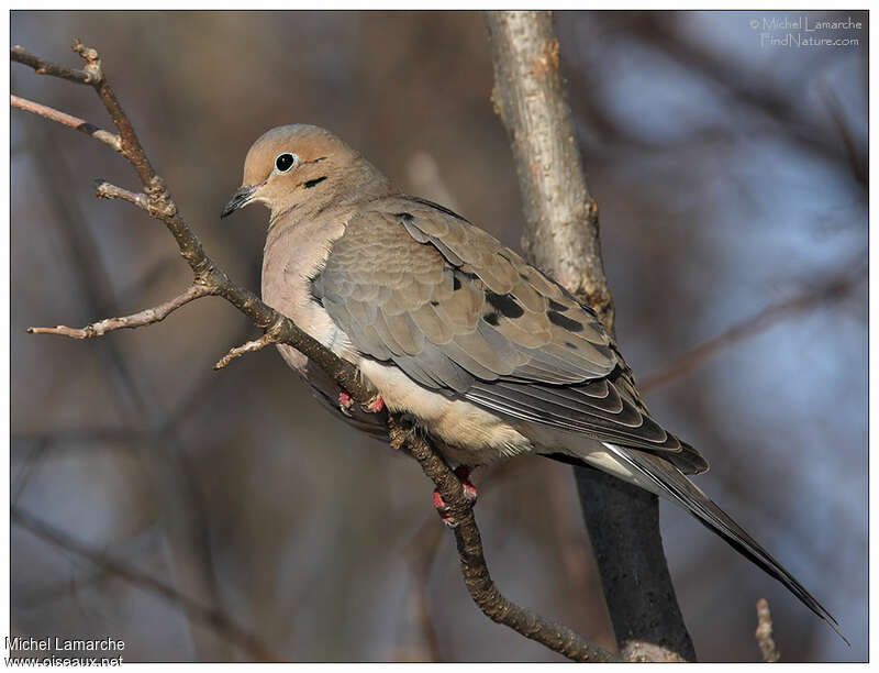 Mourning Doveadult, identification