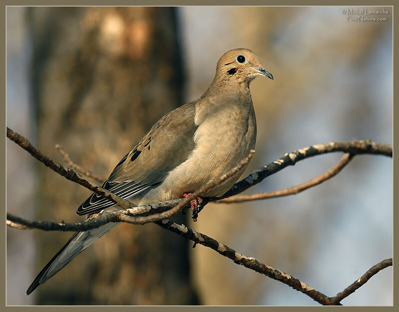 Mourning Dove