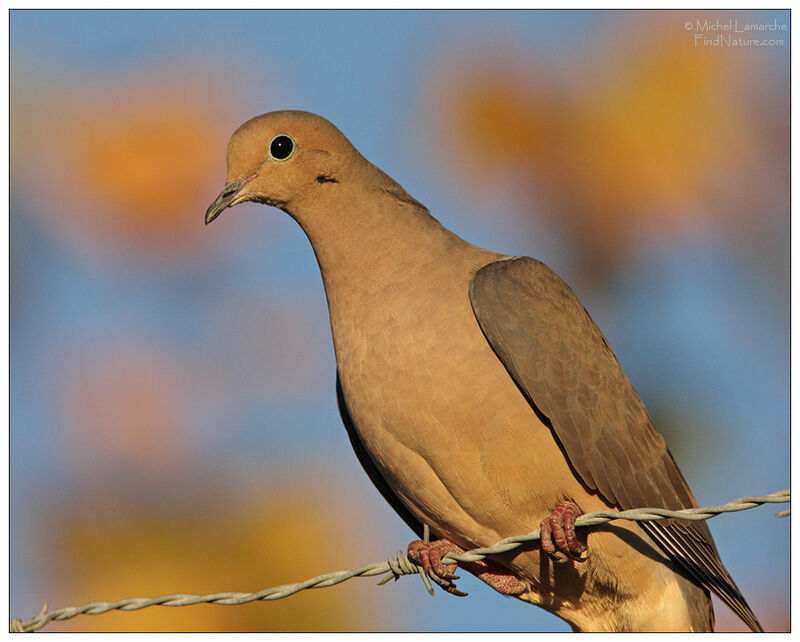 Mourning Dove