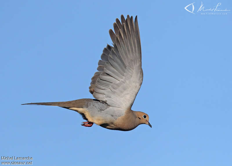 Mourning Doveadult, Flight