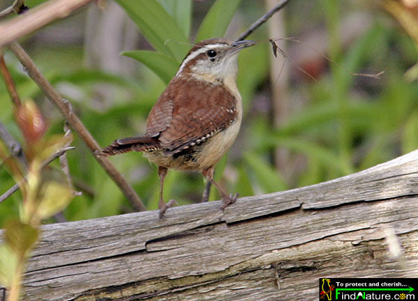 Carolina Wren