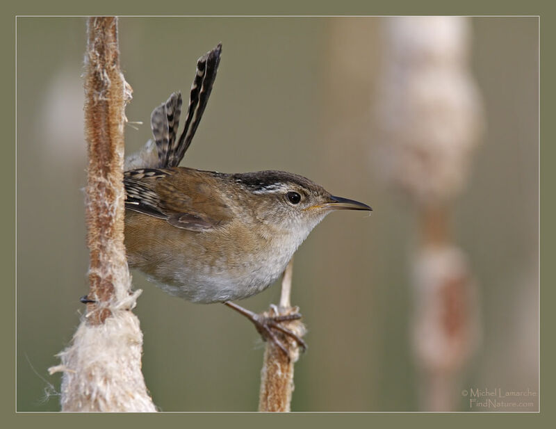 Marsh Wren