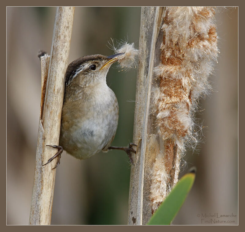 Marsh Wren