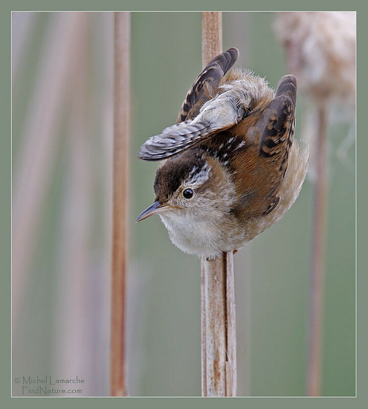 Marsh Wren