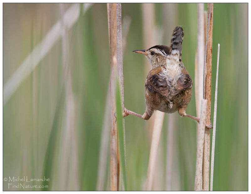 Marsh Wren