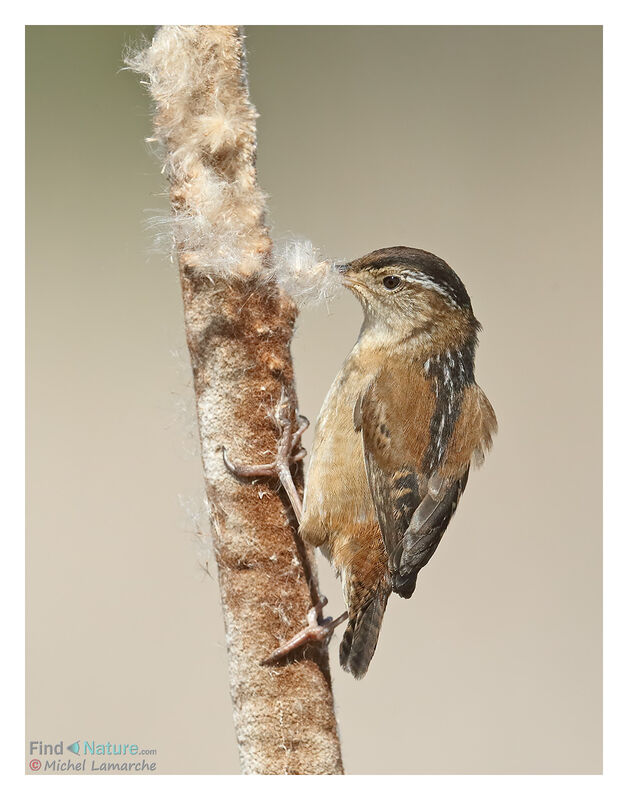 Marsh Wren