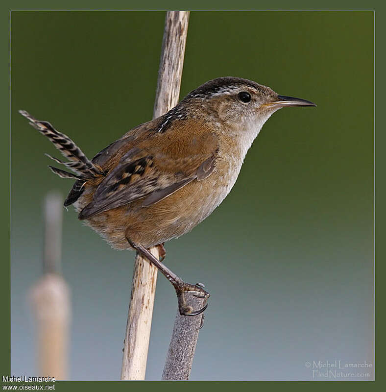 Marsh Wrenadult, identification