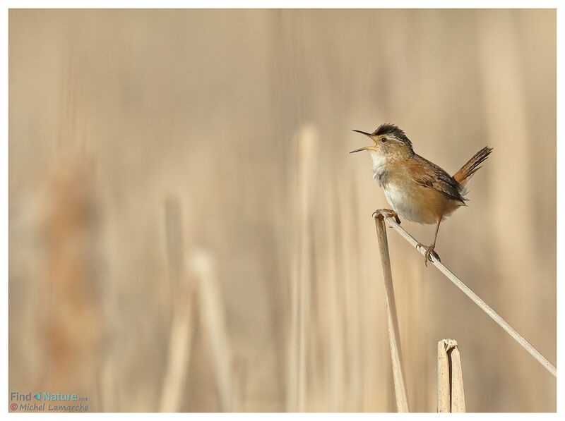 Marsh Wren