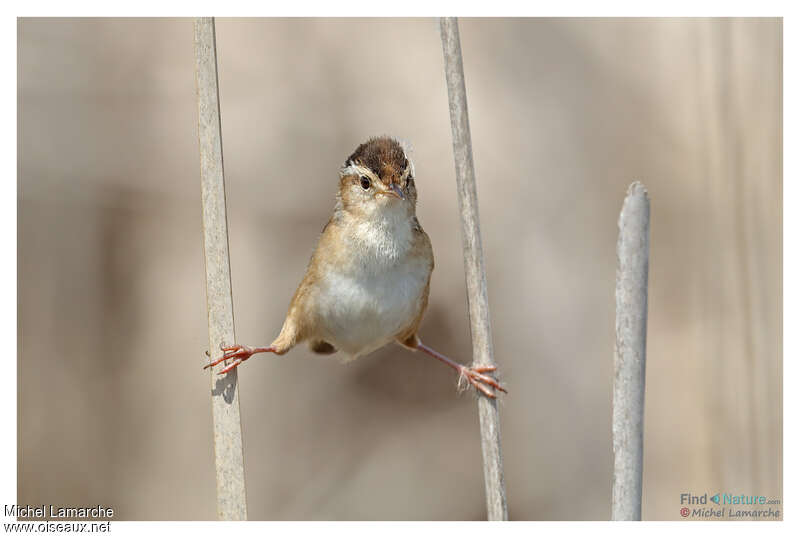 Marsh Wren, Behaviour