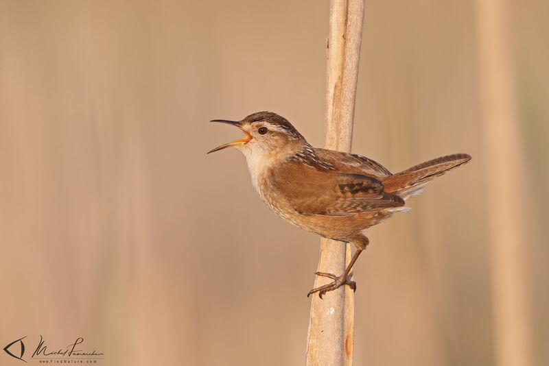 Marsh Wren male adult, song