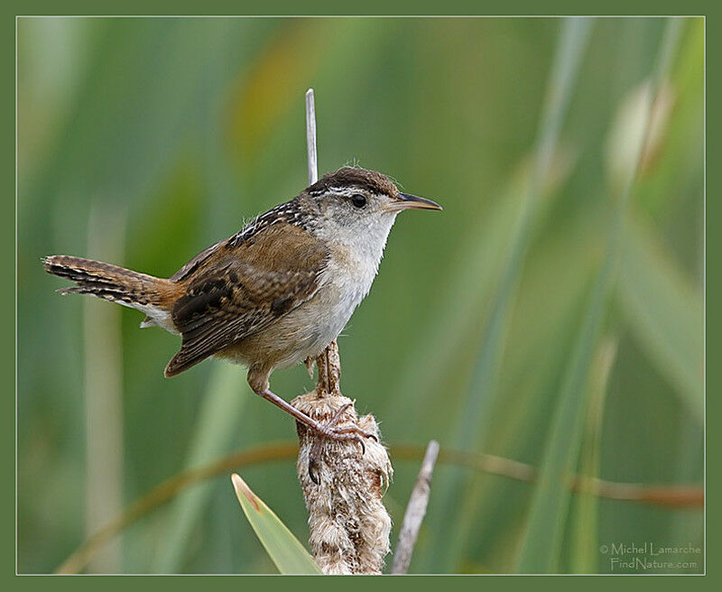 Marsh Wren