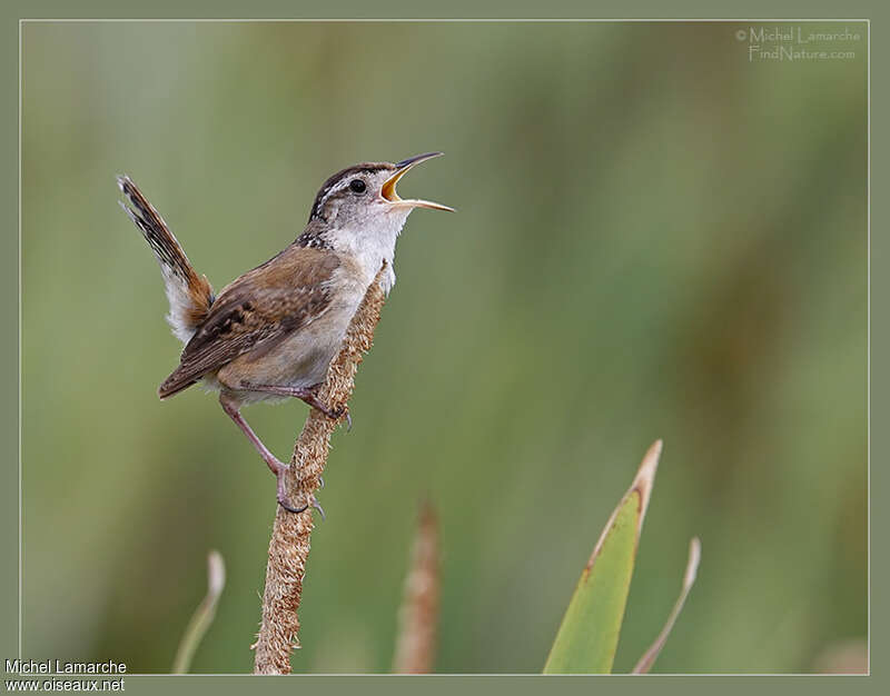 Marsh Wren male adult, song