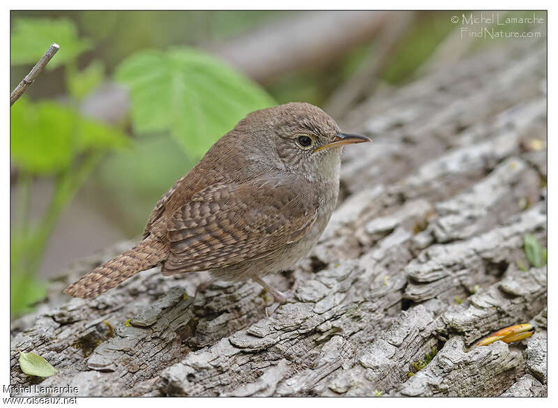 House Wrenadult, identification