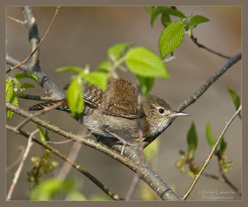 House Wren