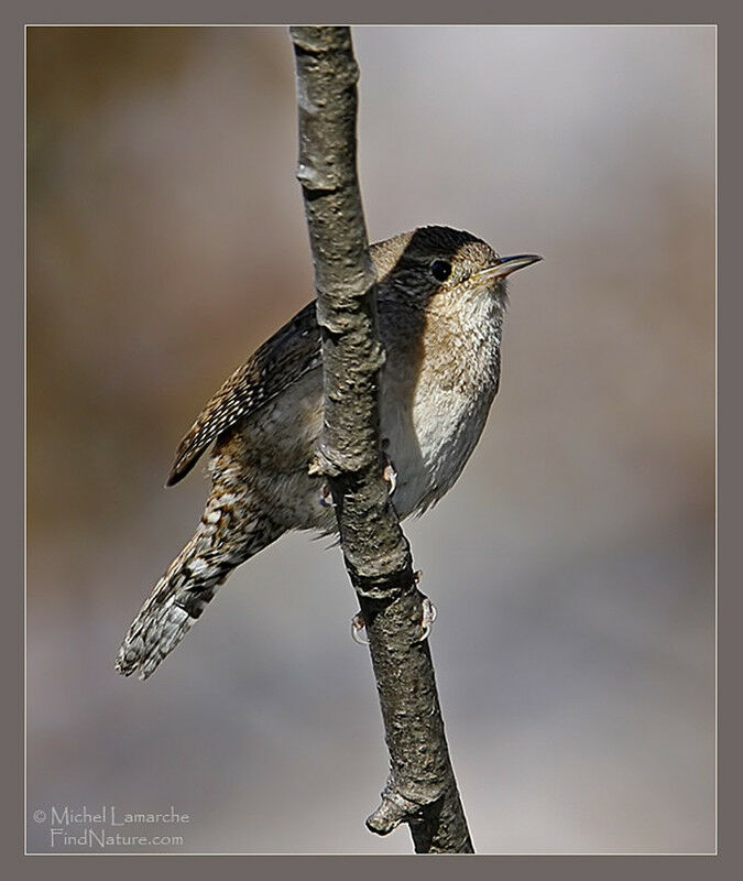 House Wren