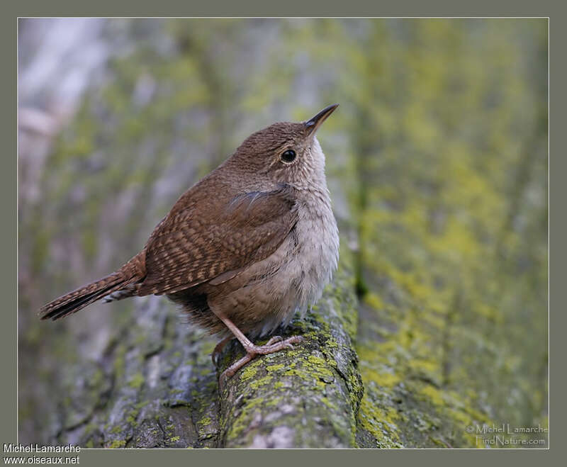 Troglodyte familieradulte, identification