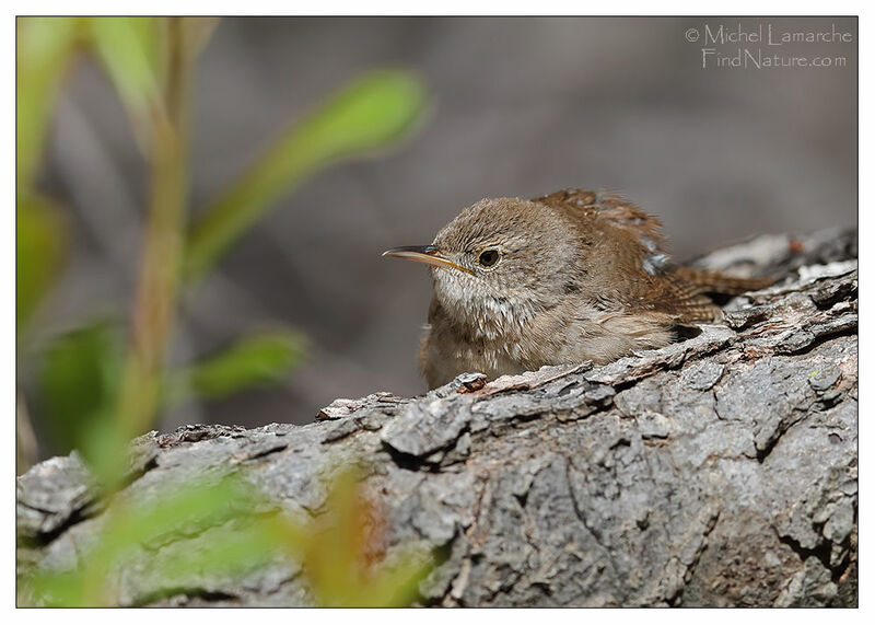 House Wren