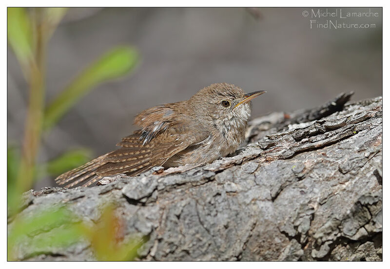 House Wren