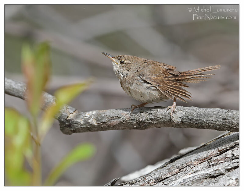 Northern House Wren