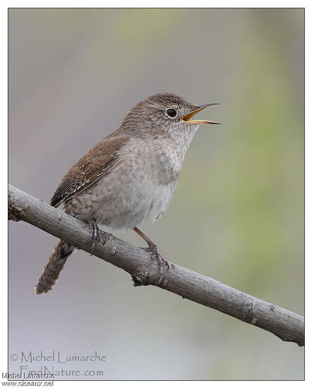 Northern House Wrenadult, pigmentation, song