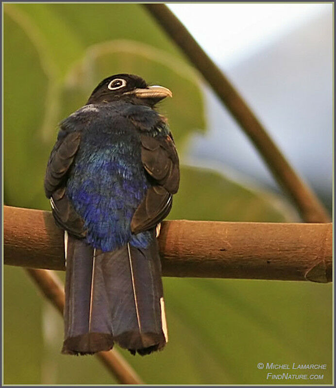 Green-backed Trogon