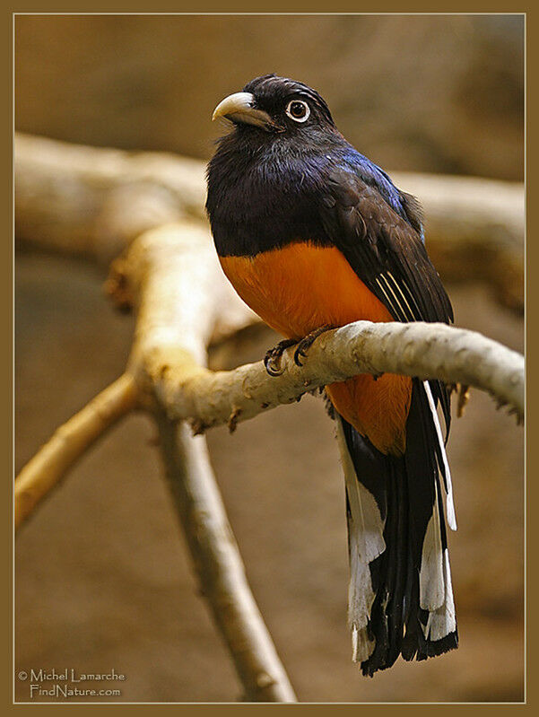 Trogon à queue blanche