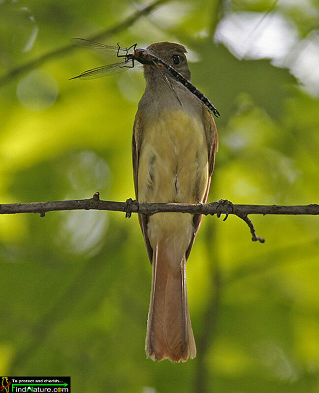 Great Crested Flycatcher