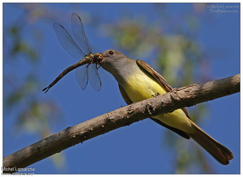 Great Crested Flycatcheradult, feeding habits, fishing/hunting