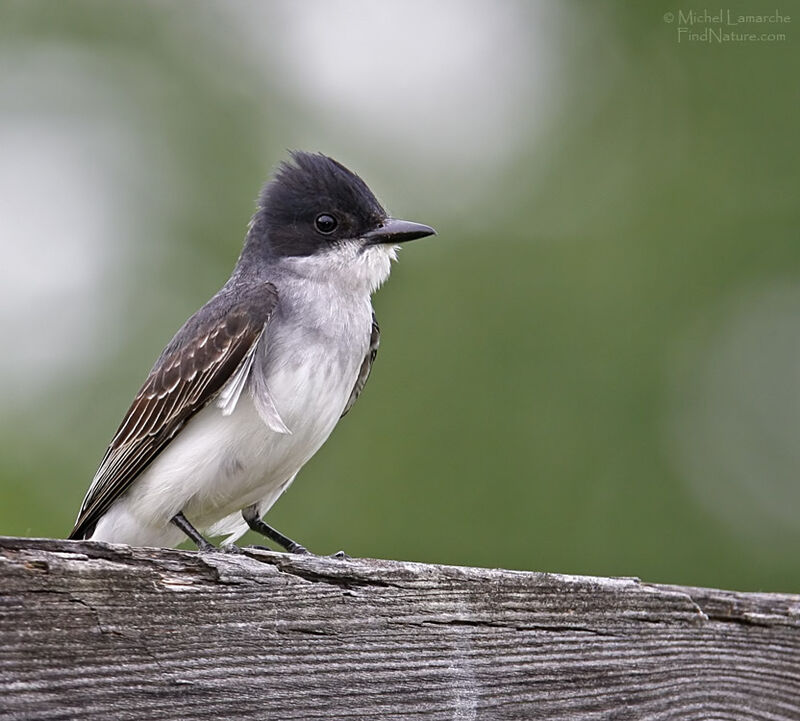 Eastern Kingbirdadult