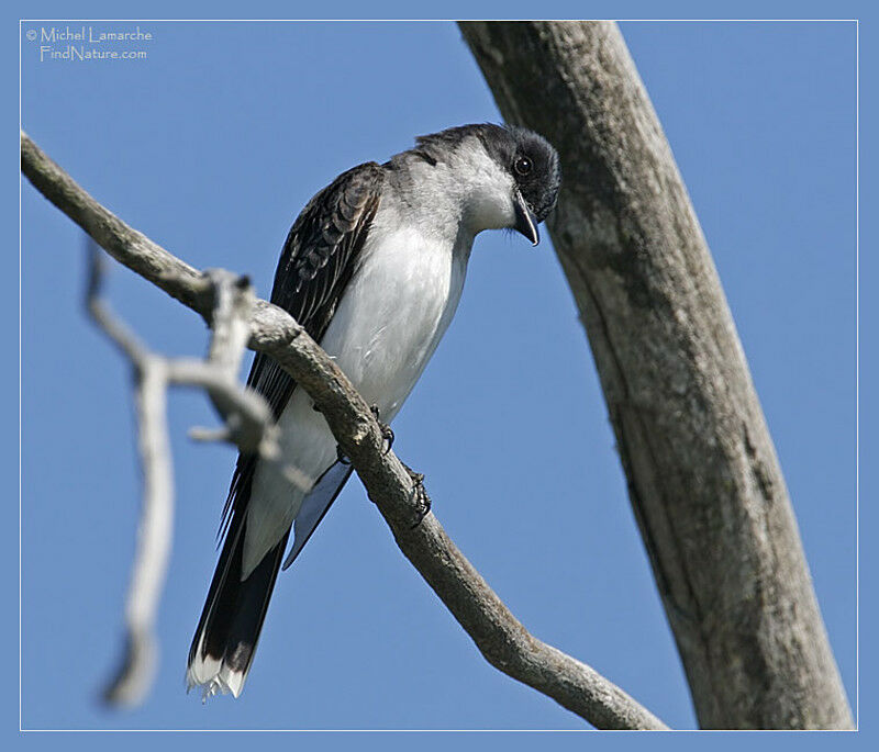 Eastern Kingbird