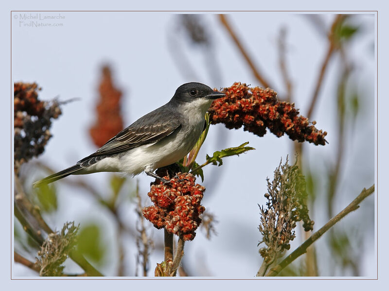 Eastern Kingbird