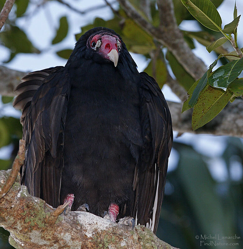 Urubu à tête rouge, identification