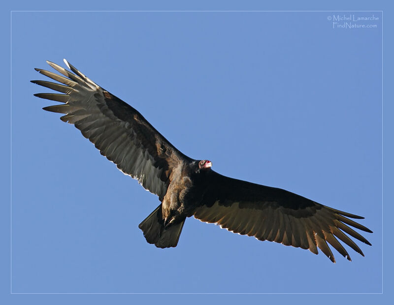 Turkey Vulture