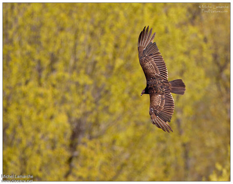 Urubu à tête rougeimmature, Vol