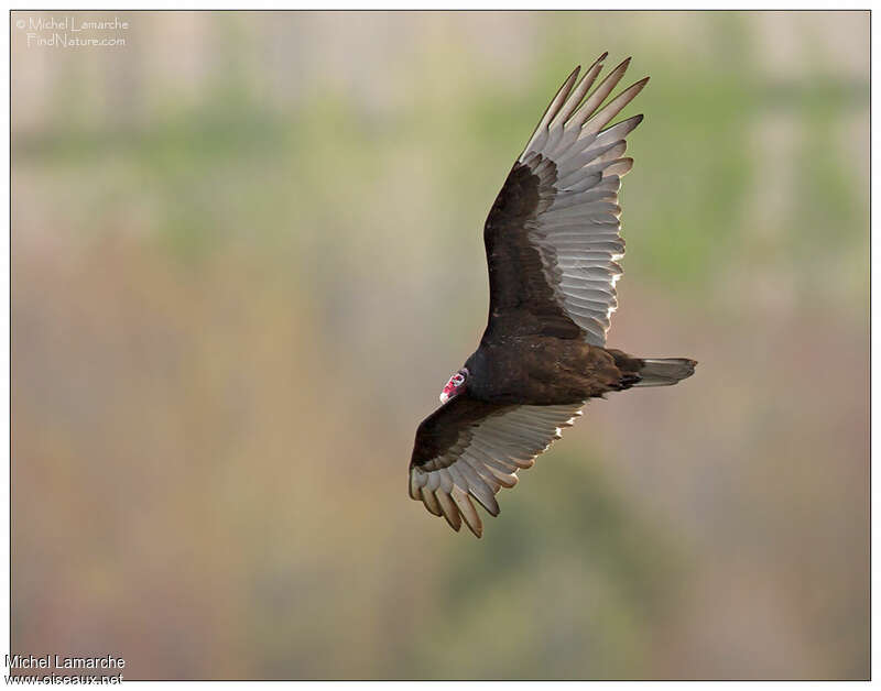 Turkey Vultureadult, Flight