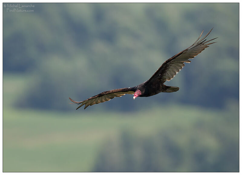 Urubu à tête rougeadulte, Vol